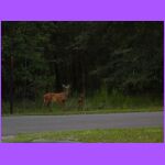 Deer In Head Lights.jpg